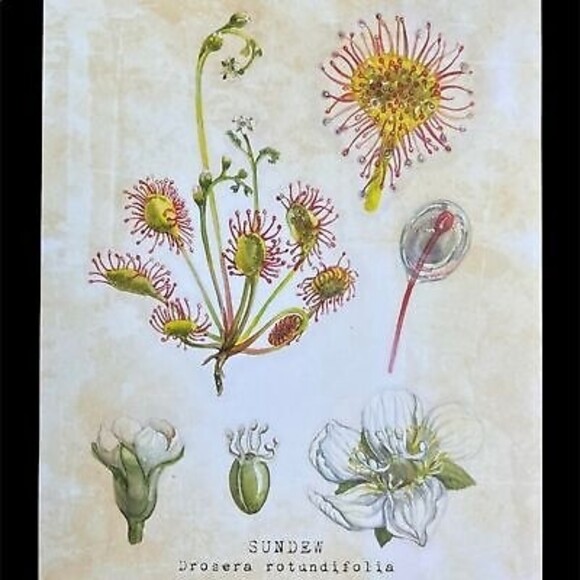 NEW Set of Six 8 X 10 UNFRAMED Botanical Prints by Tavenly Spring Summer Gift - Picture 4 of 10